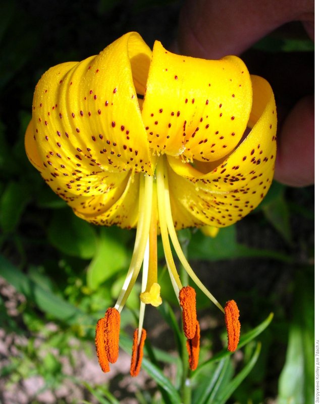 Lilium lancifolium