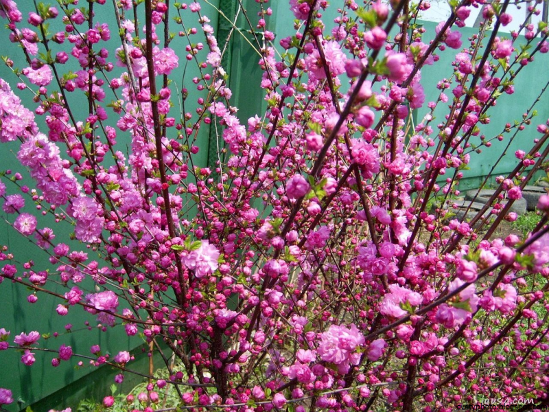 Миндаль трехлопастной Prunus triloba