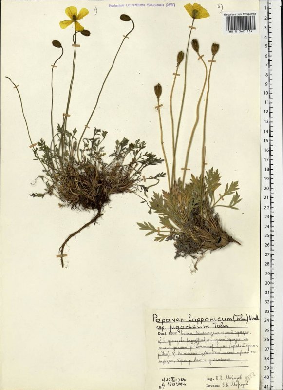 Мак Арктический (Papaver radicatum)