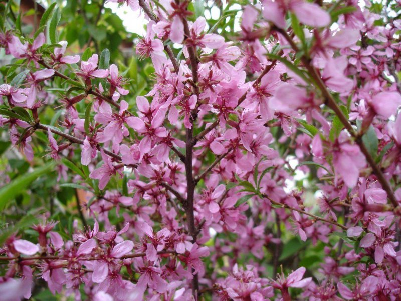 Миндаль трехлопастной Prunus triloba