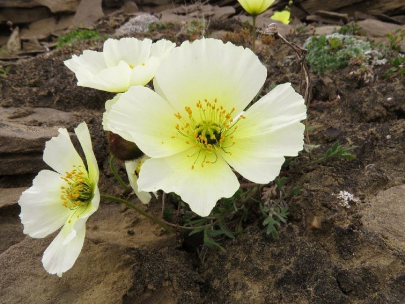 D. Мак Лапландский (Papaver lapponicum)