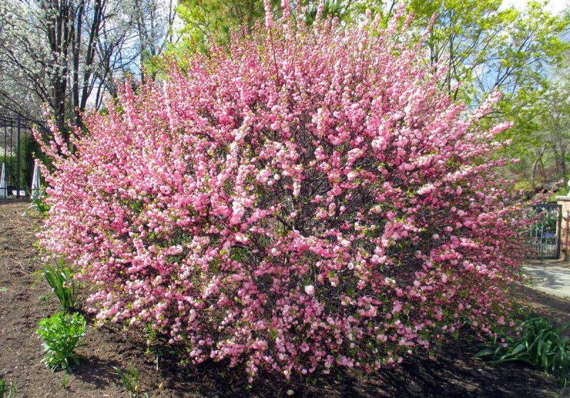 Луизеания кустарник