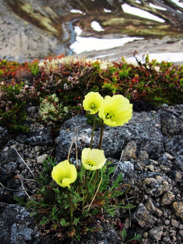 Мак Papaver Cardinal