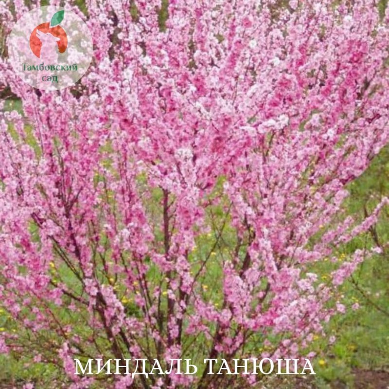 Миндаль Степной куст