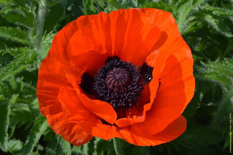 Мак голостебельный (Papaver nudicaule)