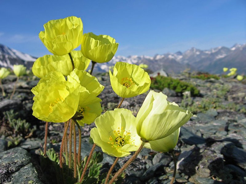 Papaver chionophilum
