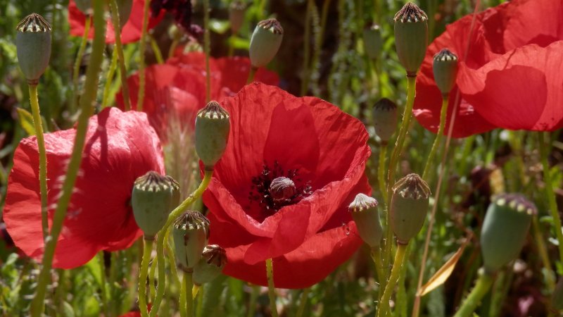 Мак Papaver Cardinal