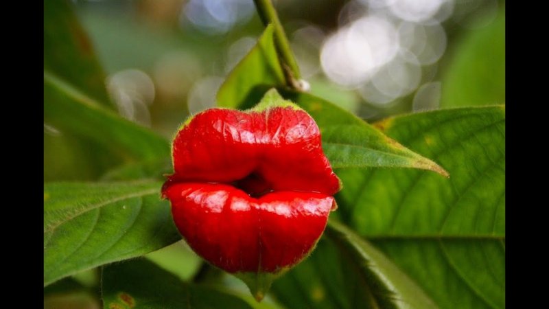 Psychotria punctata