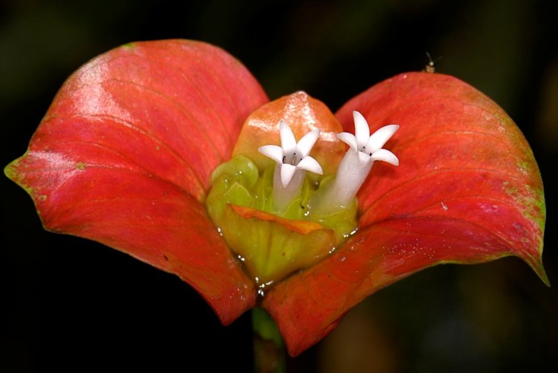 Психотрия возвышенная (Psychotria elata)