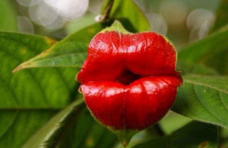 Psychotria viridiflora