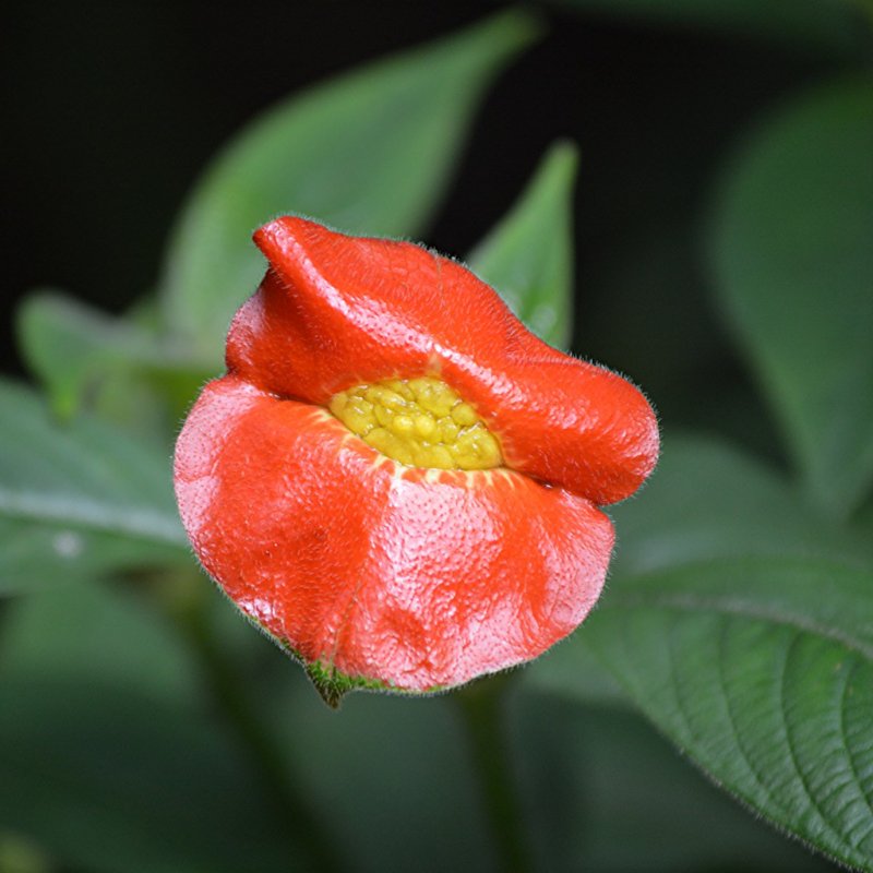 Психотрия возвышенная (Psychotria elata)
