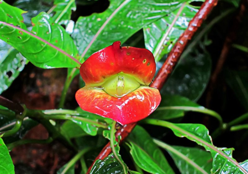 Грин Хилл Psychotria