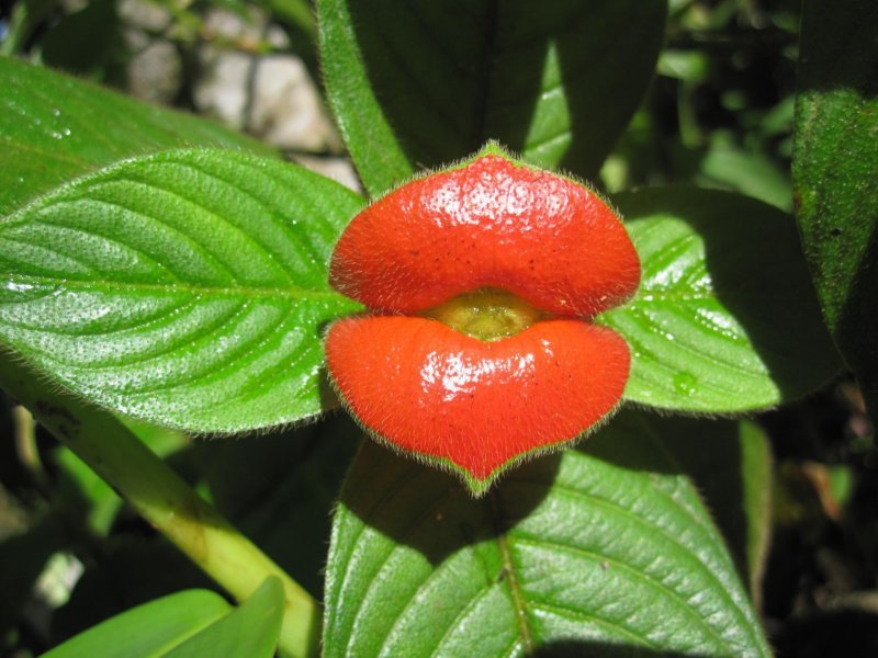 Psychotria elata куста