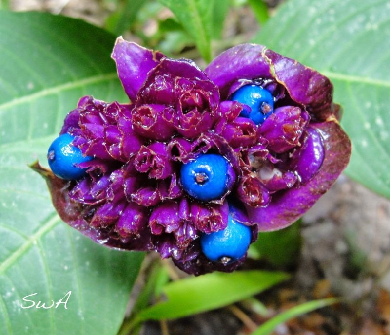 Psychotria клубеньки