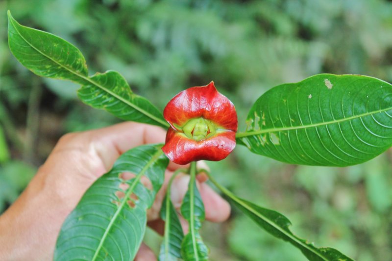Psychotria marginata