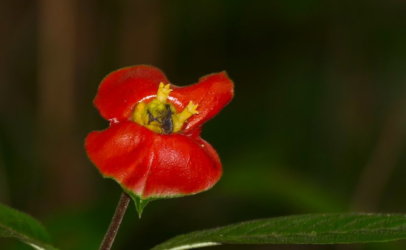 Psychotria poeppigiana