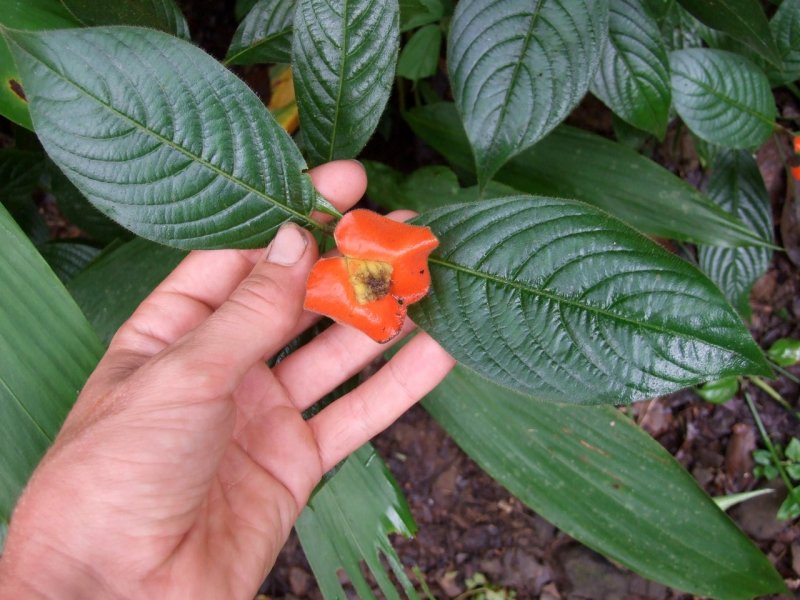 Psychotria poeppigiana