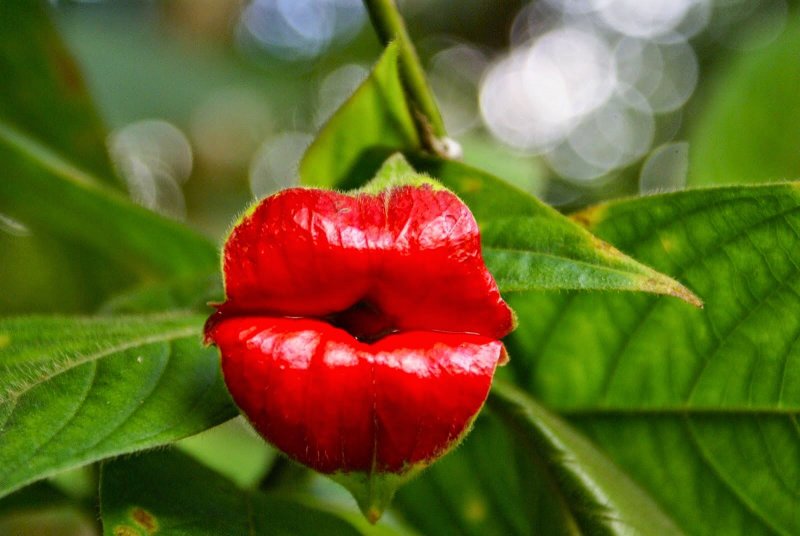 Psychotria viridis Психотрия зелёная
