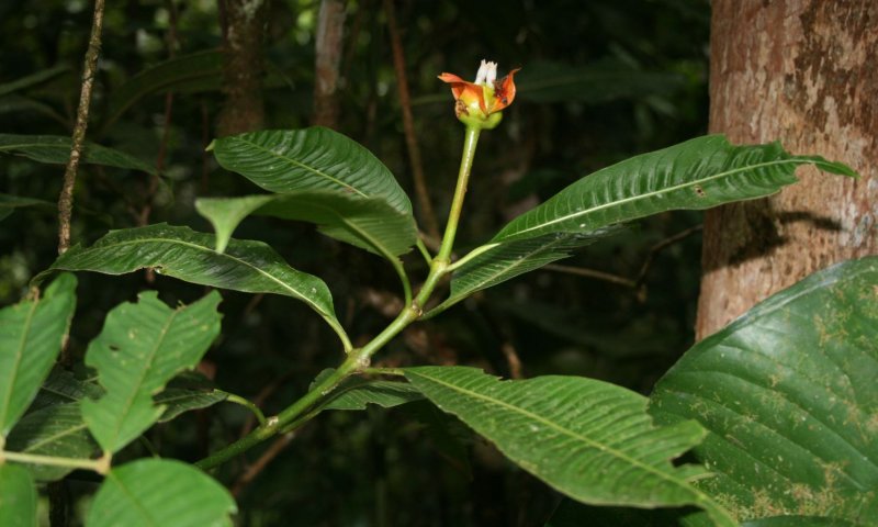 Жаркие губки, Психотрия возвышенная (Psychotria elata)
