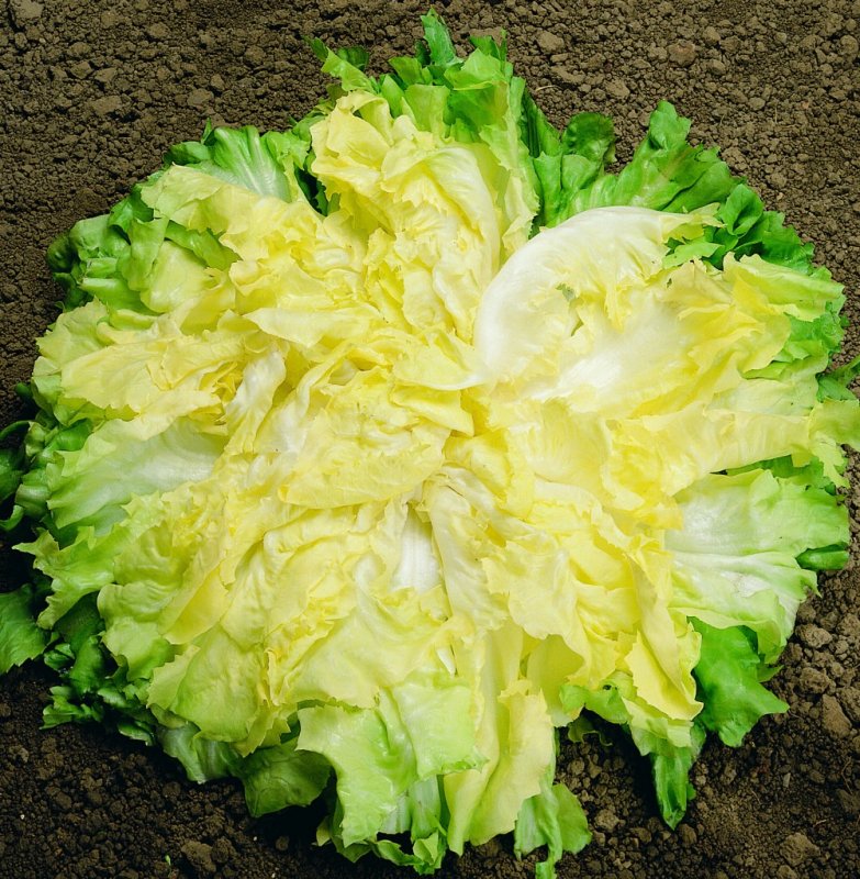 Курчавый эндивий