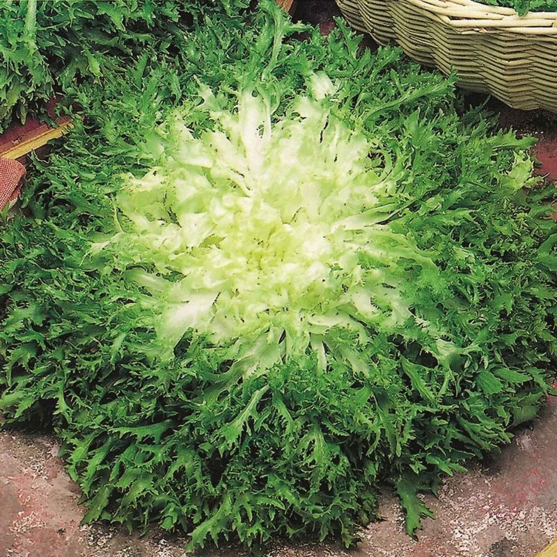 Эндивий эскариол