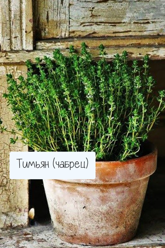 Розмарин вариегатный