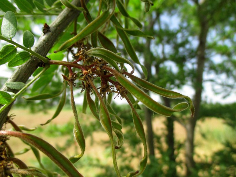 Гледичия трёхколючковая (Gleditsia triacanthos)