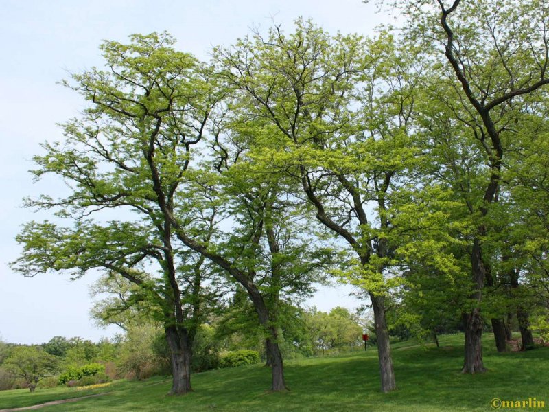 Gleditsia triacanthos дерево