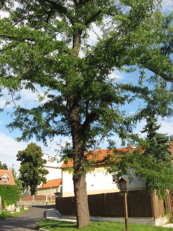 Гледичия трёхколючковая (Gleditsia triacanthos)