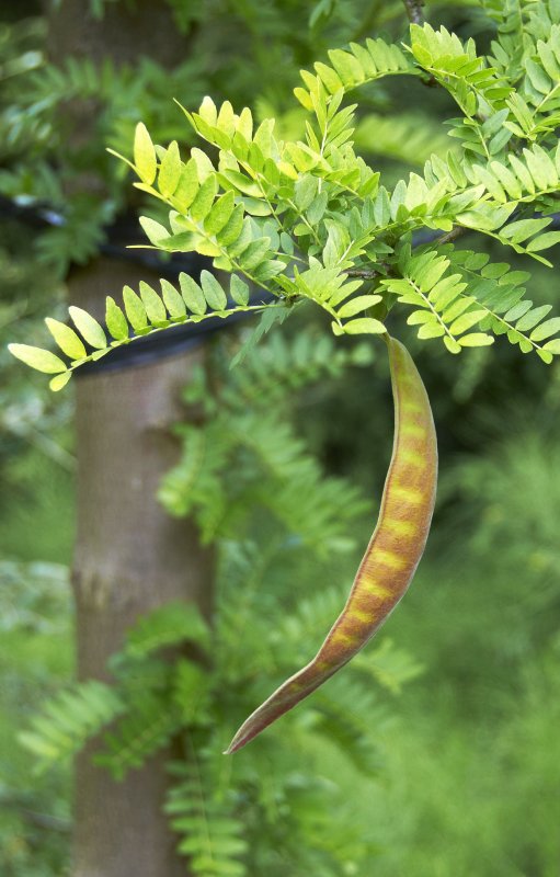 Гледичия трёхколючковая (Gleditsia triacanthos)