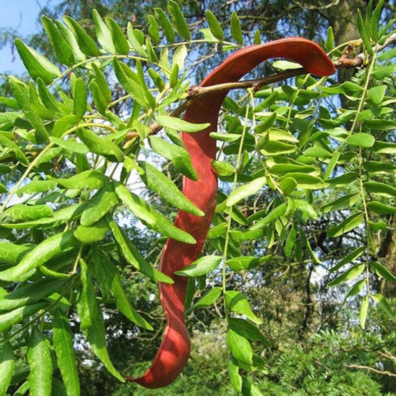 Гледичия трёхколючковая (Gleditsia triacanthos)
