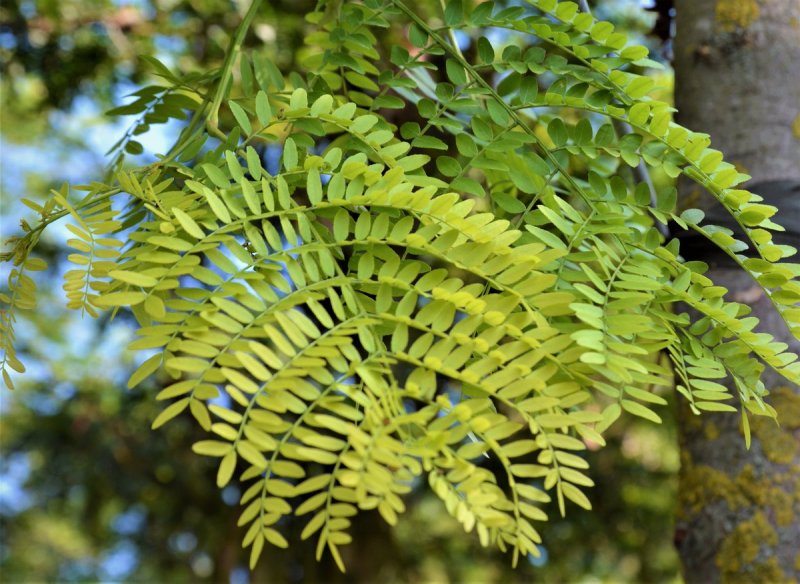 Гледичия обыкновенная Gleditsia triacanthos