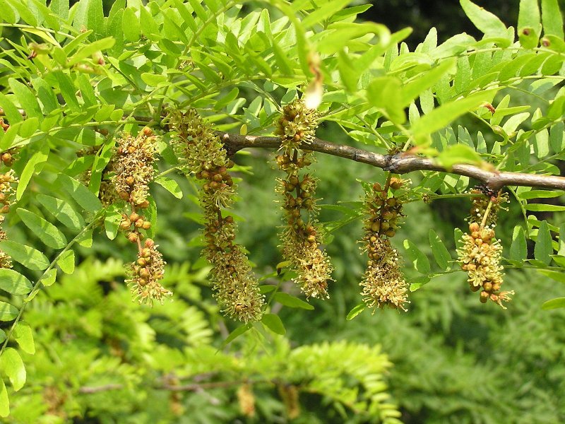 Гледичия обыкновенная Gleditsia triacanthos