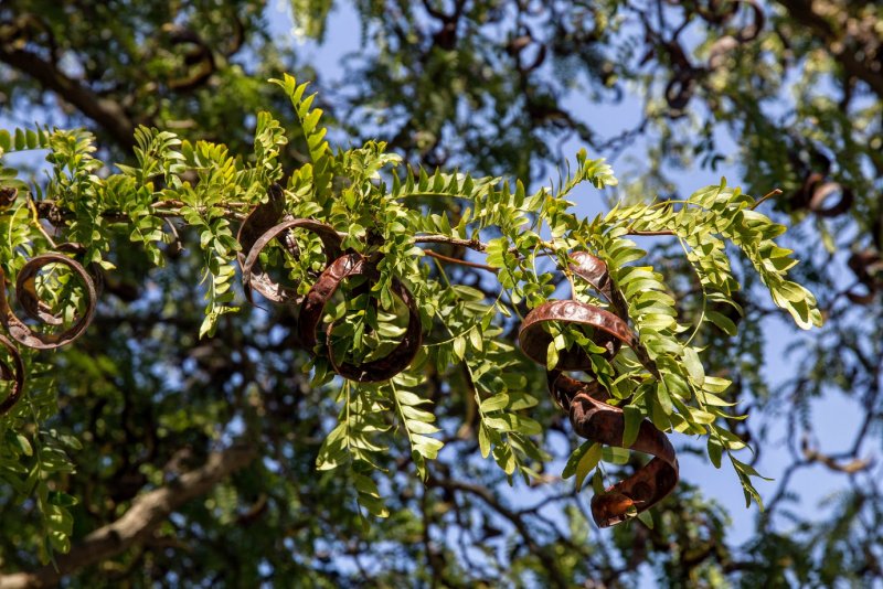 Гледичия обыкновенная Gleditsia triacanthos
