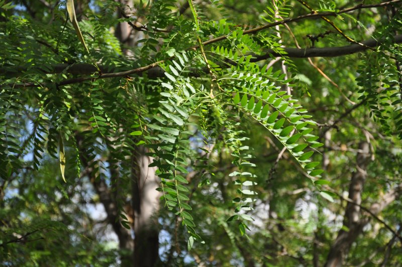 Gleditsia triacanthos