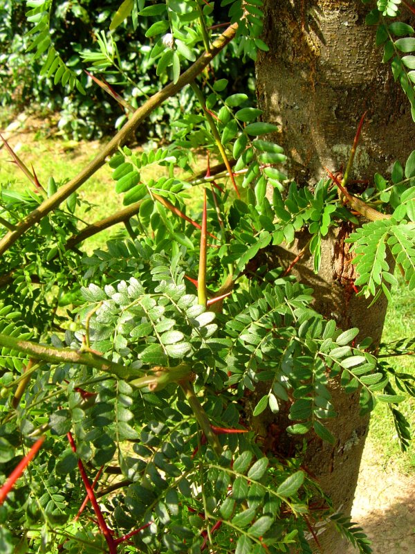 Гледичия трёхколючковая (Gleditsia triacanthos)