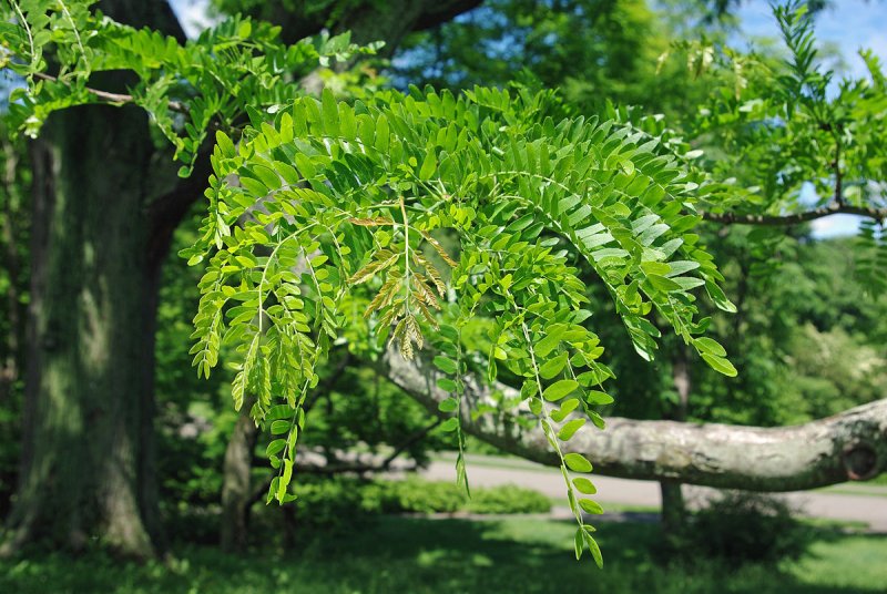 Гледичия обыкновенная Gleditsia triacanthos