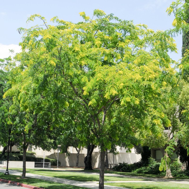 Гледичия обыкновенная Gleditsia triacanthos