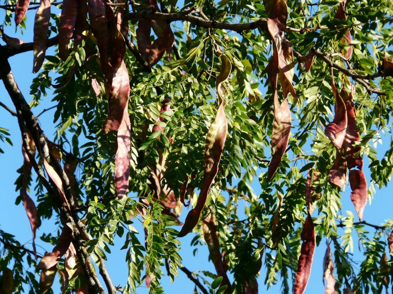 Гледичия обыкновенная Gleditsia triacanthos