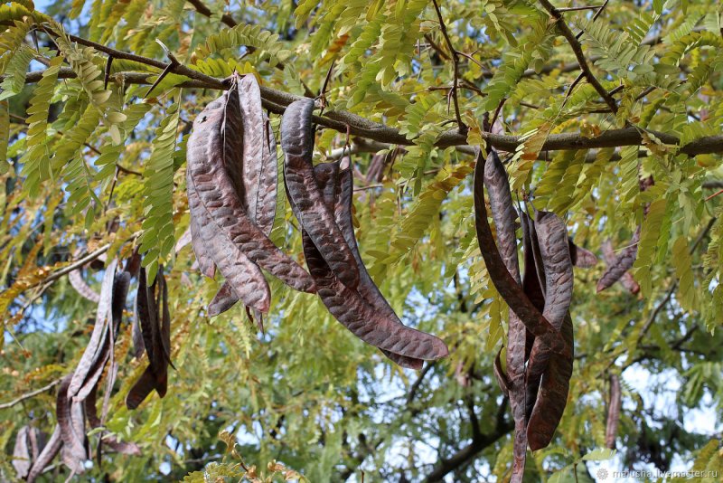 Гледичия трёхколючковая (Gleditsia triacanthos)