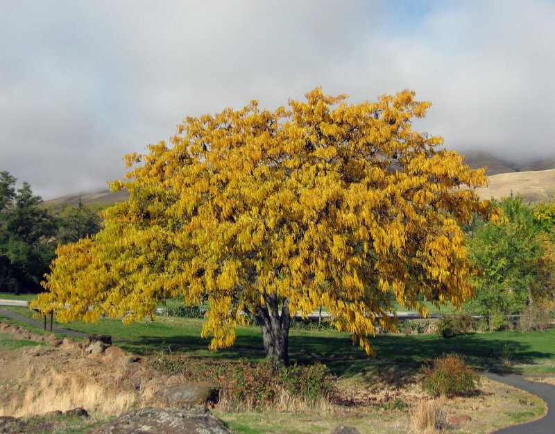 Гледичия обыкновенная Gleditsia triacanthos