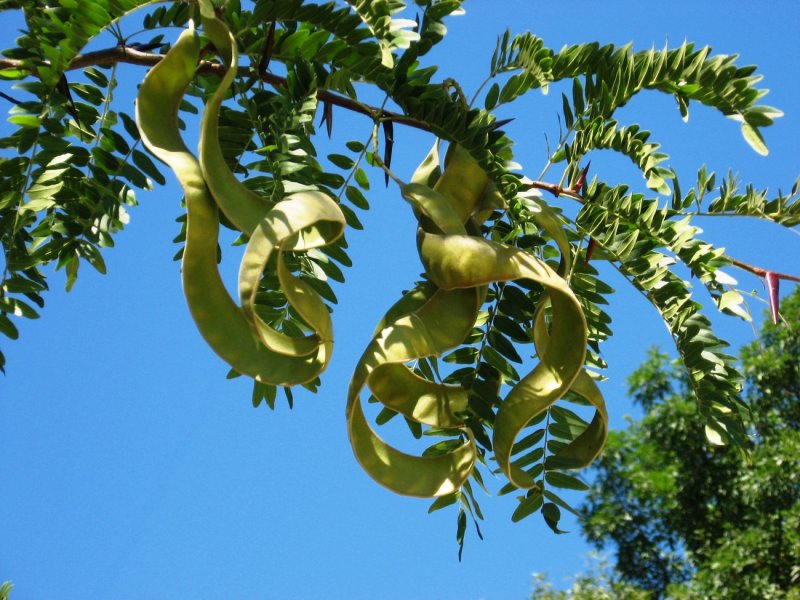 Гледичия трёхколючковая (Gleditsia triacanthos)