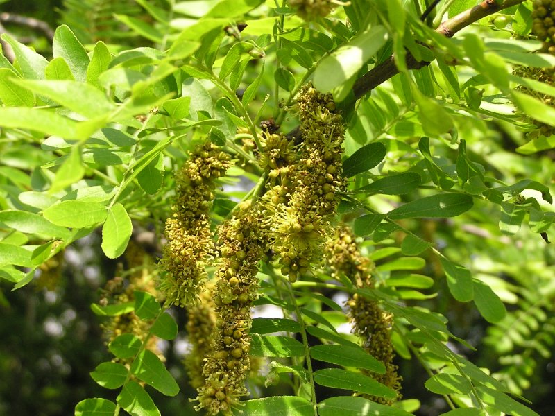 Гледичия обыкновенная Gleditsia triacanthos