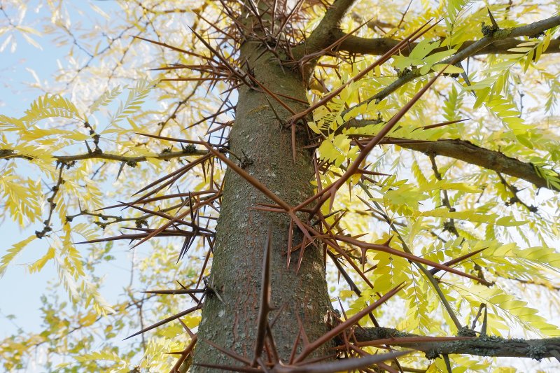 Гледичия трёхколючковая (Gleditsia triacanthos)