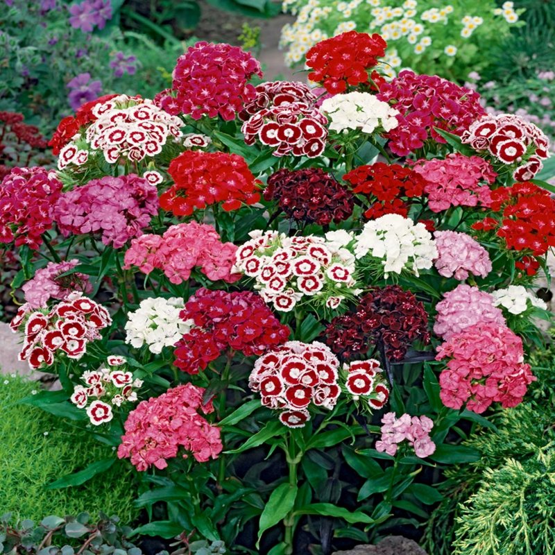 Гвоздика турецкая (Dianthus barbatus)