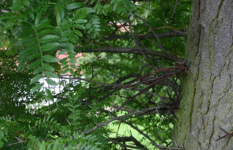 Гледичия обыкновенная Gleditsia triacanthos