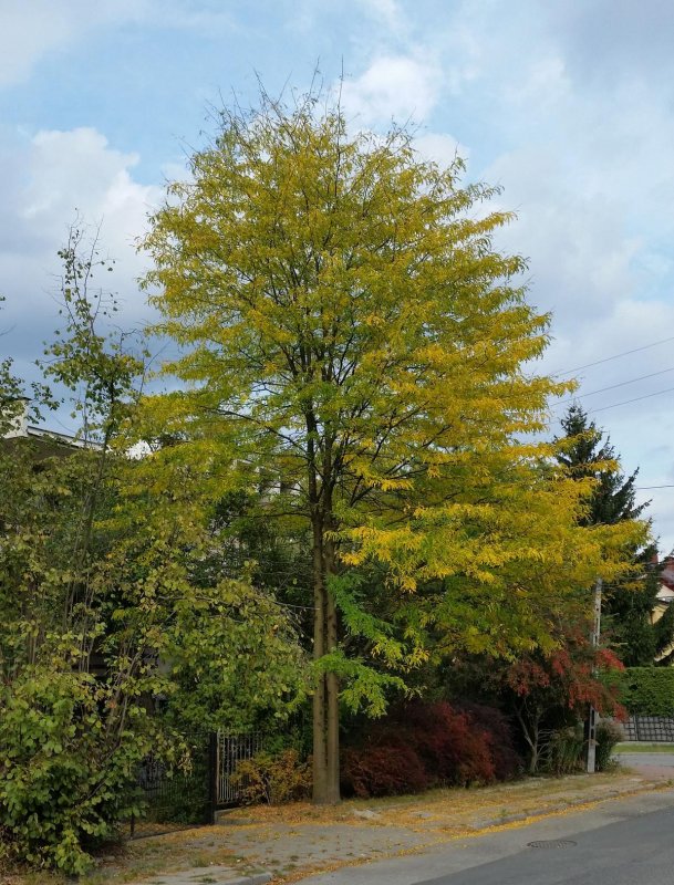 Гледичия трёхколючковая (Gleditsia triacanthos)