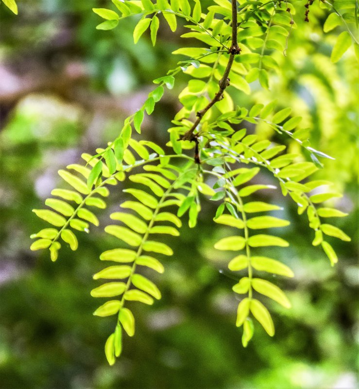 Gleditsia triacanthos дерево