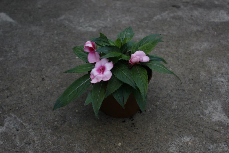 Camellia Инстаграм