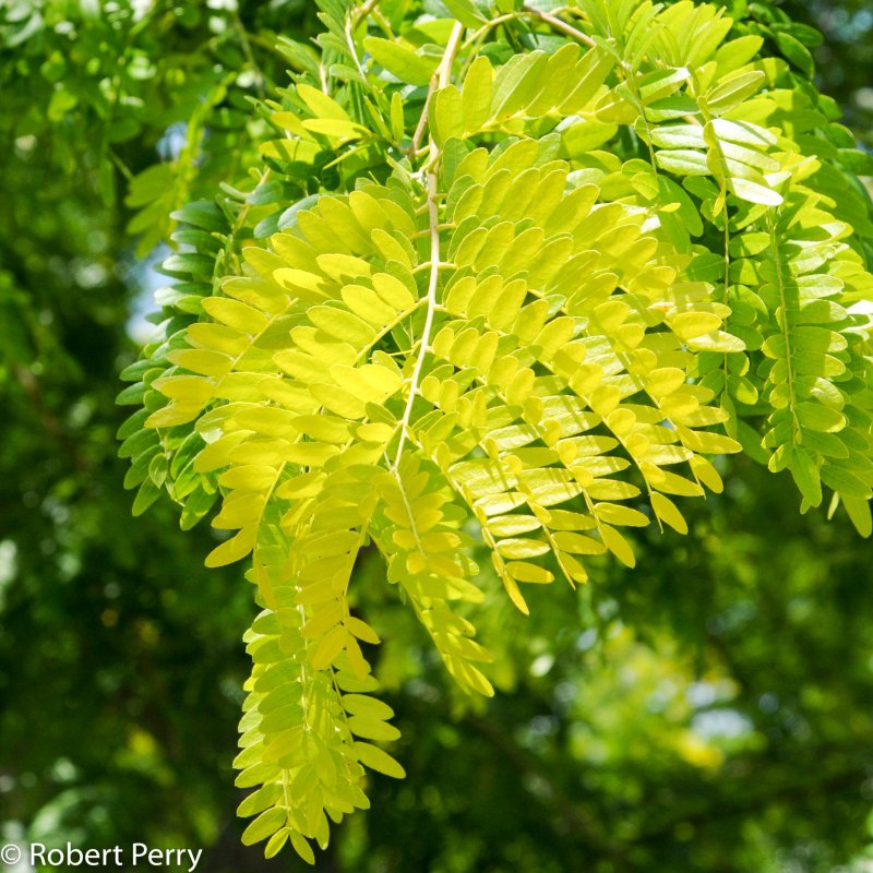 Гледичия triacanthos Sunburst